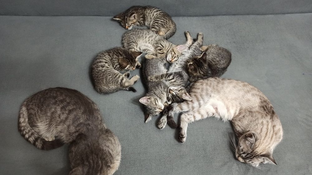 Отдам котят в хорошие руки