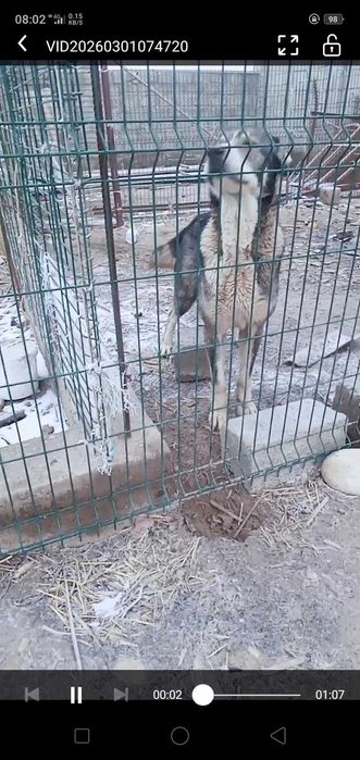 Ұрғашы линиясы бар ит сатылады