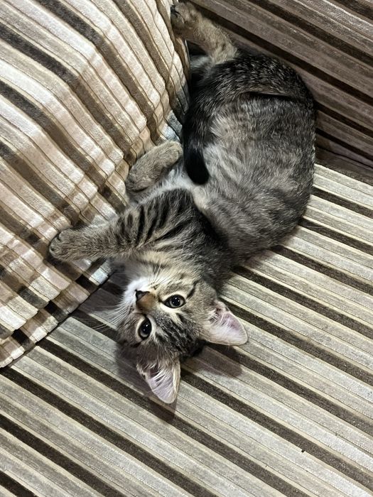 Отдам котенка мальчика