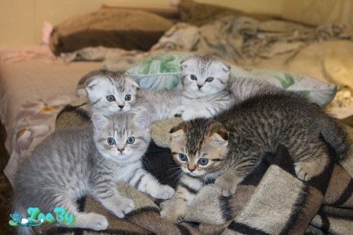 Шотландские Вислоухие котята