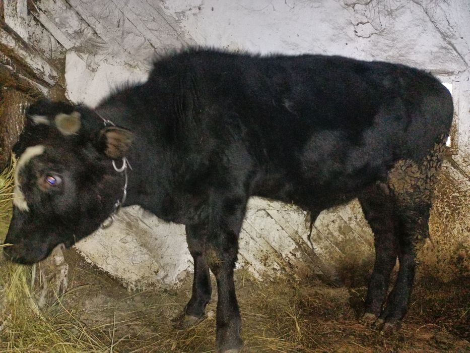 Продам бычка на доращивание