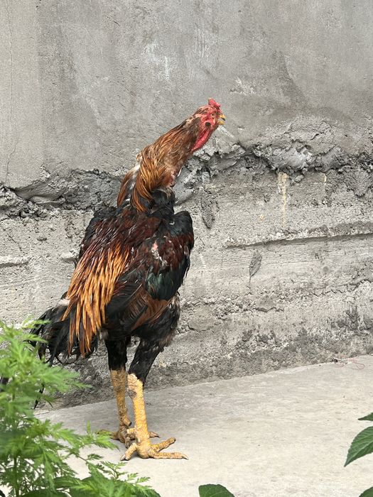 dakan xoroz sotiladi