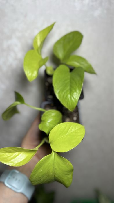 Сциндапсус  Лимон  Лайм, Филадендрон Бразил