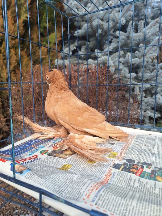 Продам жёлтую самку