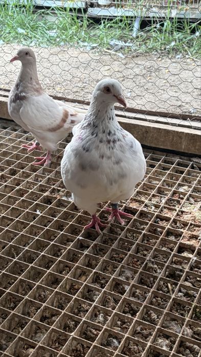 Porumbei texani maturi si tineret 60 ron bucata