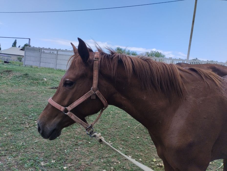 750мын тенге саудасы бар