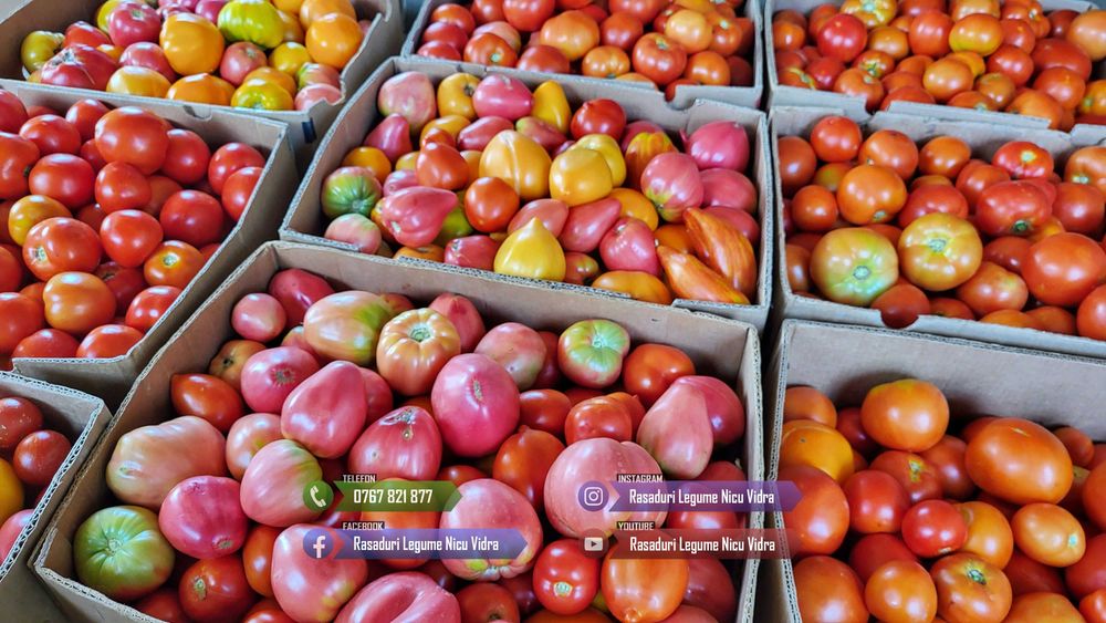 Rasad rosii [tomate] | Rasaduri rosii Prekos, Inima de bou, Ardei, etc