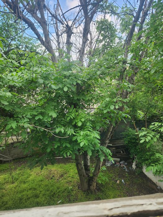 Продаю дерево ореха