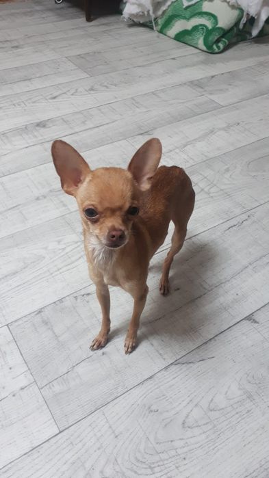 Кобель ищет невесту. Вязка.