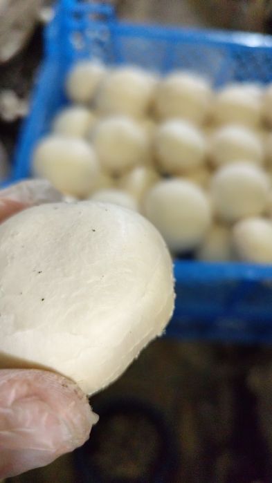 Грибы шампиньоны