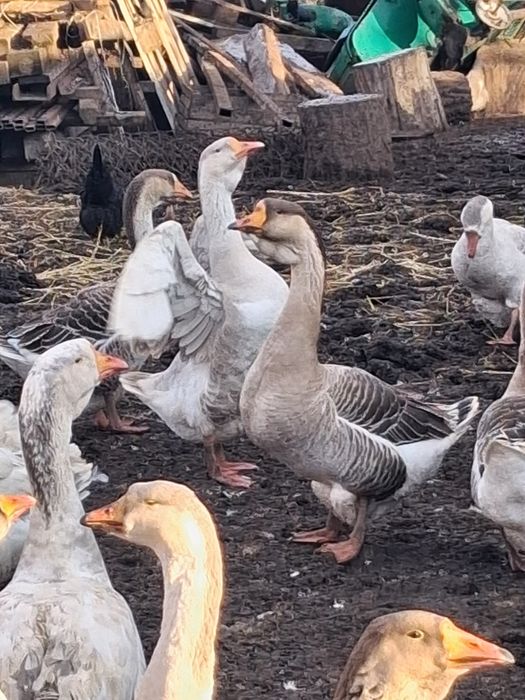 Продам гусей на племя
