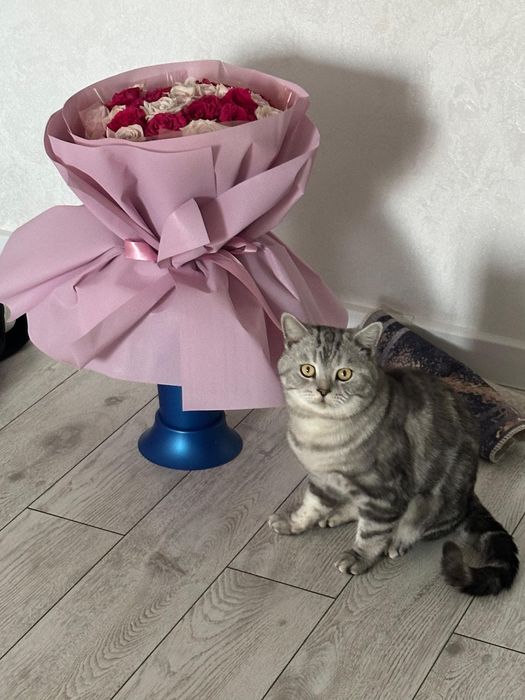 Вязка Шотландский короткошерстный