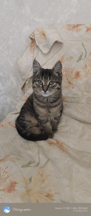 Мальчик котенок мальчик возраст 3мес