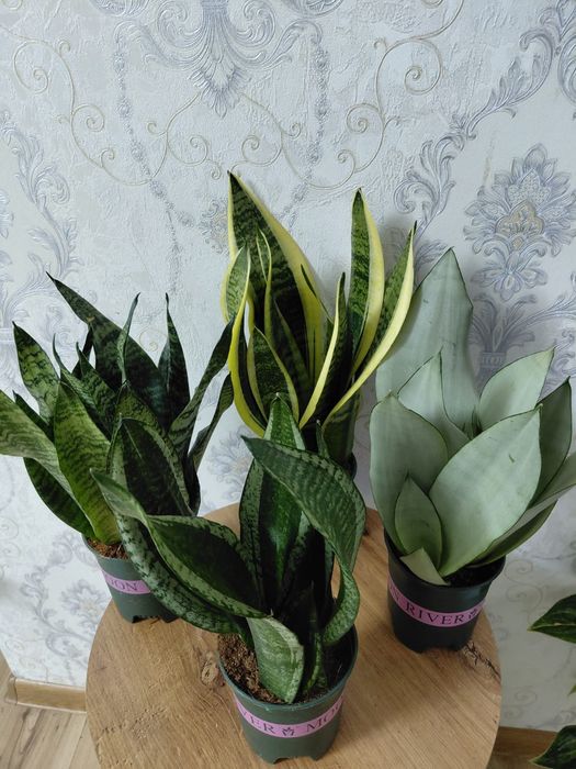 Комнатные растения