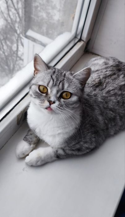 Британская кошка, в добрые руки