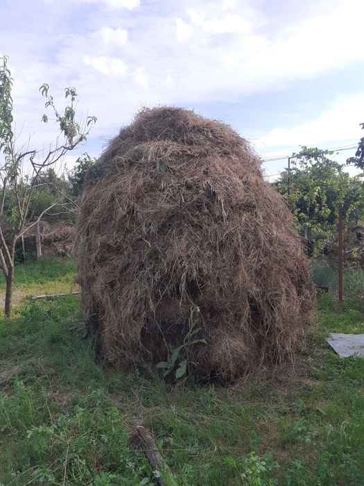 Vand doua căpițe de fan