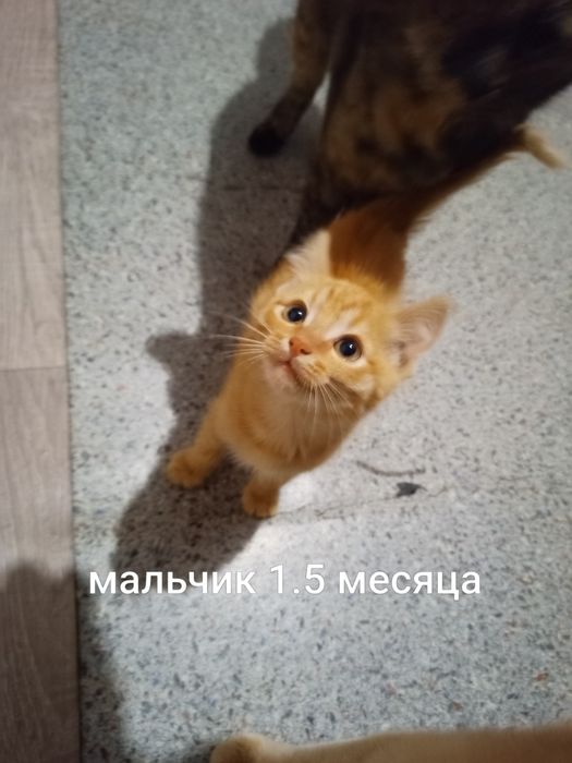 Отдам котят бесплатно