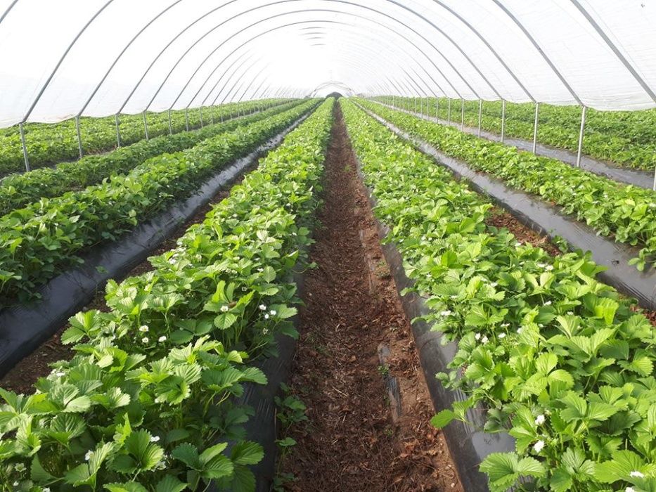 Stoloni de capsuni remontant si butasi mur, smochin aclimatizat