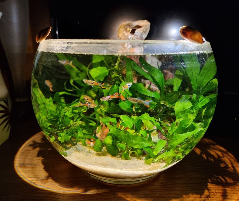 Bol cu filtru,fumina,plante,pesti