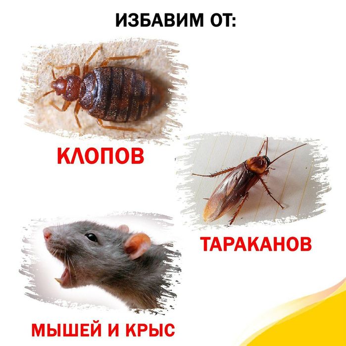 Дезинфекция Холодный туманом. Уничтожения вредителей (Гос. Лицензия)