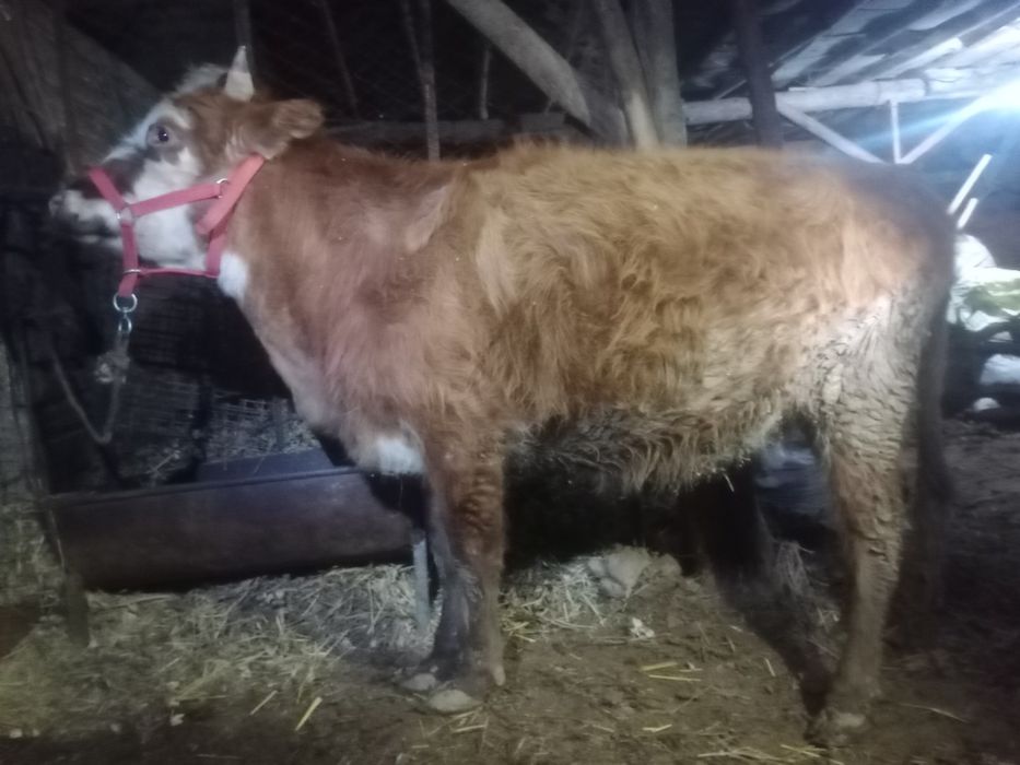 Shvet g‘unajin bug‘o‘z 8 oylik.