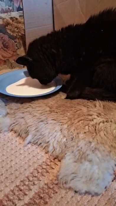 Найден котик. Чей?