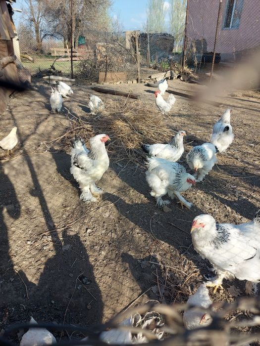 Продам петушков брама