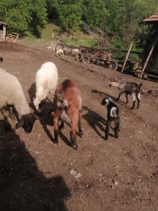 Vând capra anglonubian cu iada.