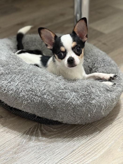 Собака мальчик порода чихуа хуа