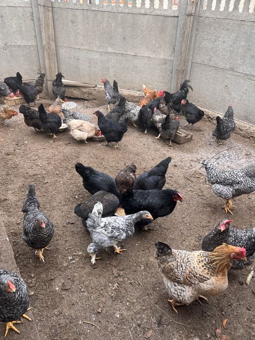Продам домашних куриц несушек