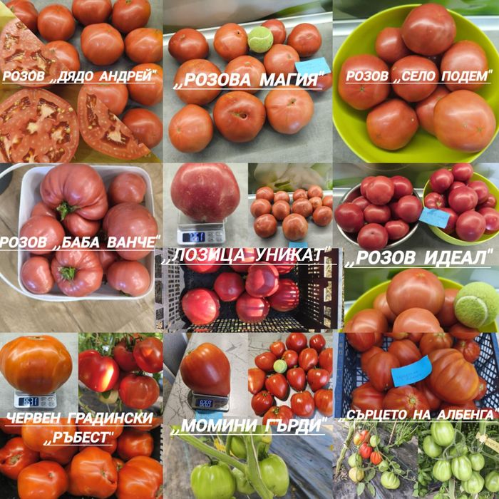 Разсад от стари нехибридни  сортове