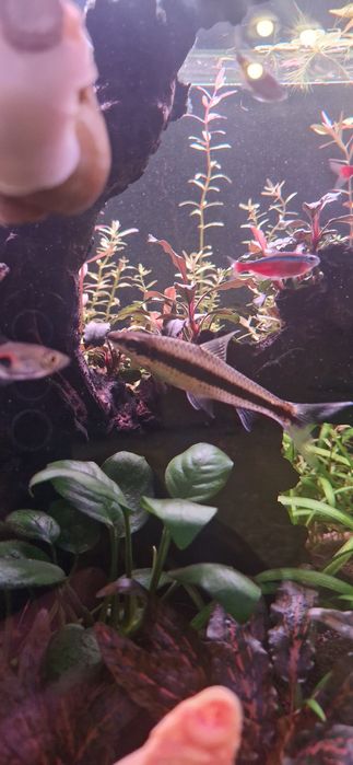 Аквариумные рыбки