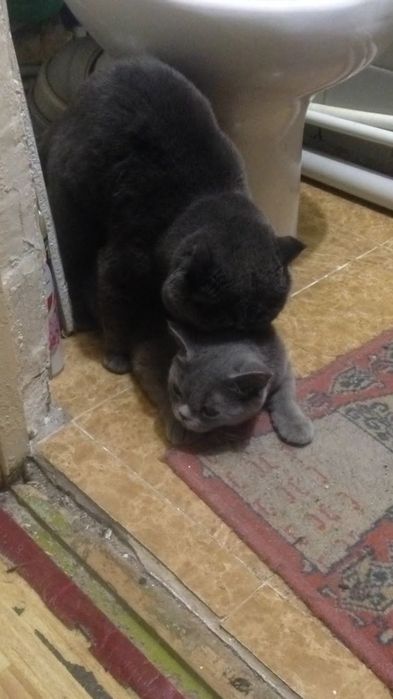 Вязка британского кота