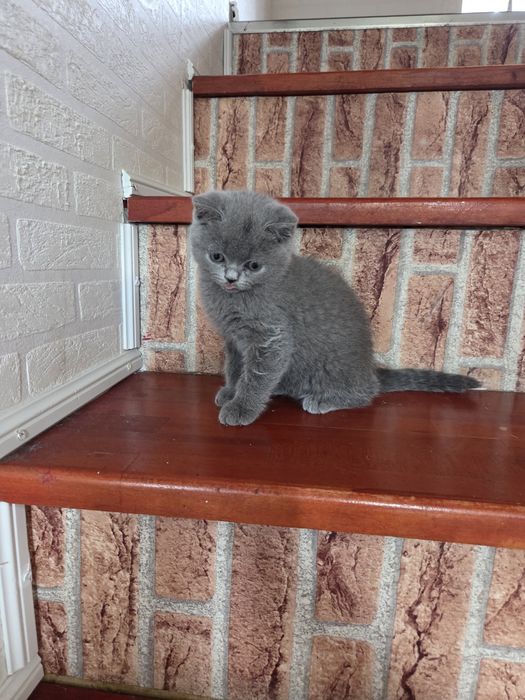 British blue baiat