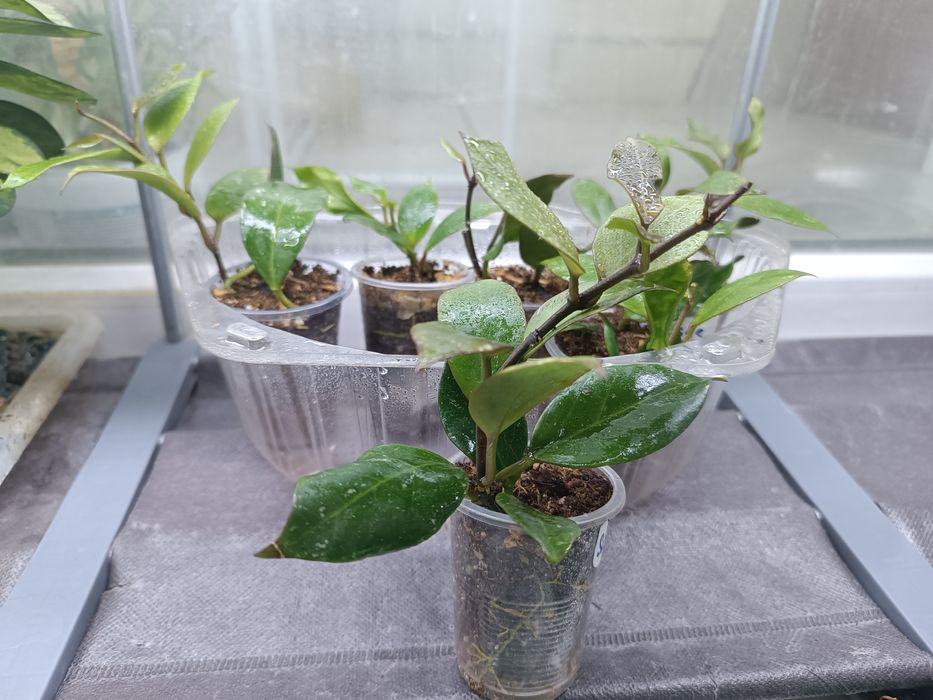 Продам укоренённые отростки