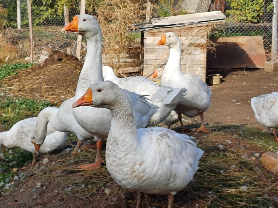 Продам гуси молодые