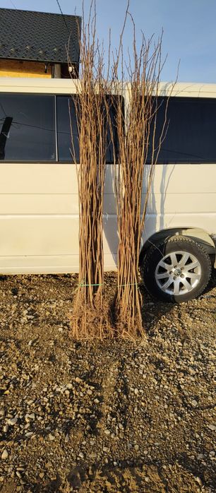 Puieți salcâm frasin tei fag carpen stejar mesteacăn plop brad molid