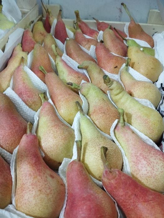 Mevali koʻchatlar sotiladi Samarqanda