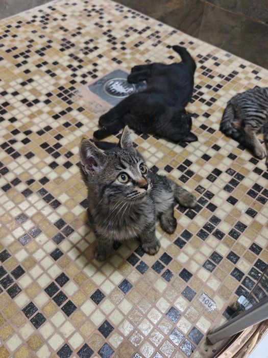 Отдам котёнки бесплатно