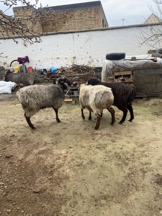 Ассаламуаликум қошқарлар бар