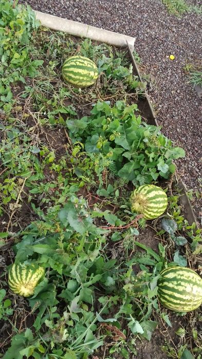 Дача на Фёдоровка