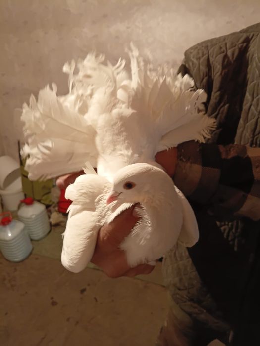 Продам голубей порода павлин