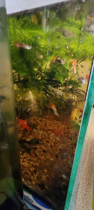 Аквариумные рыбки