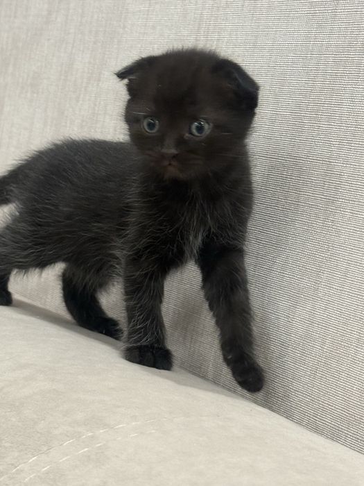 Вислоухая девочка красотка. Отдадим в добрые руки