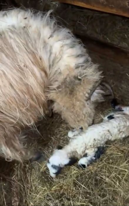 Disponibile 5 oi tinere fatate toate