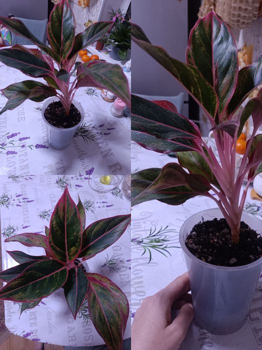Продам аглаонему