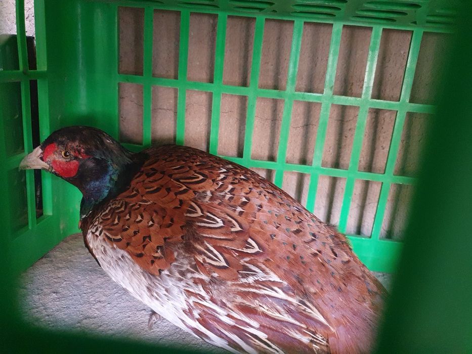 Fazan. Tustovuq. Erkagi