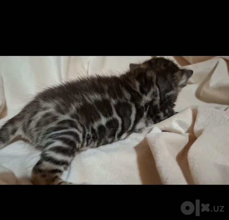 Чистокровные Бенгальские котята