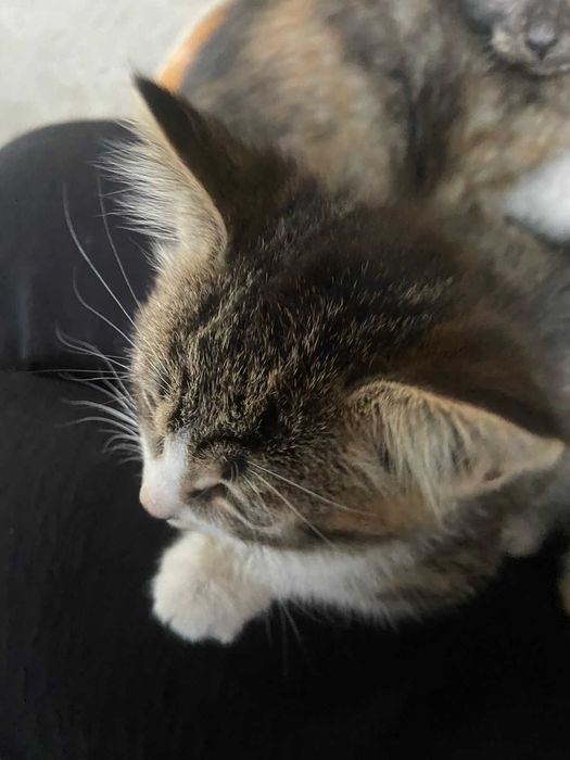 Отдам котят в хорошие руки