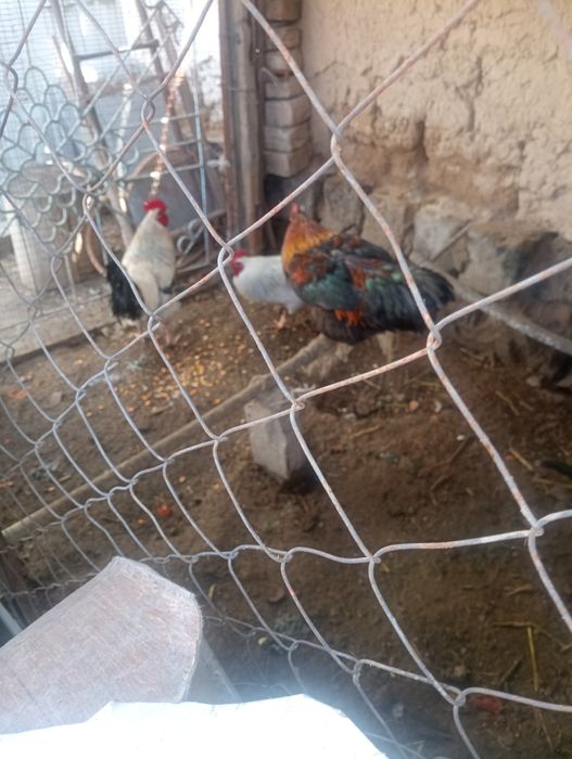 Қораз қораз қораз